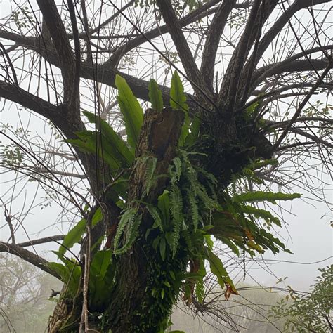 鳥巢蕨風水|鳥巢蕨風水大揭密：招財旺運、驅邪避煞的綠色秘寶